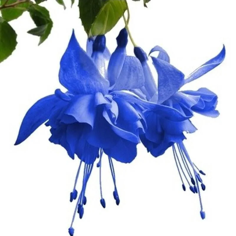 Fuchsia Flowers Seeds-Lantern Flower🌷