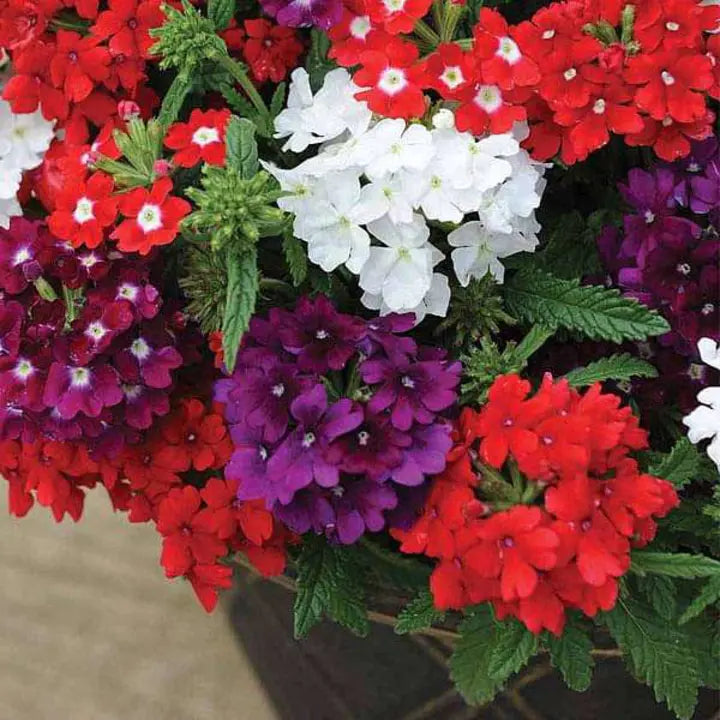 Verbena Quartz Mixed Color - Flower Seeds-Plantjoyfarm