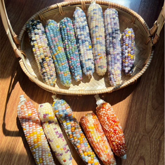 Decorative Corn Gem corn  Seeds-Plantjoyfarm