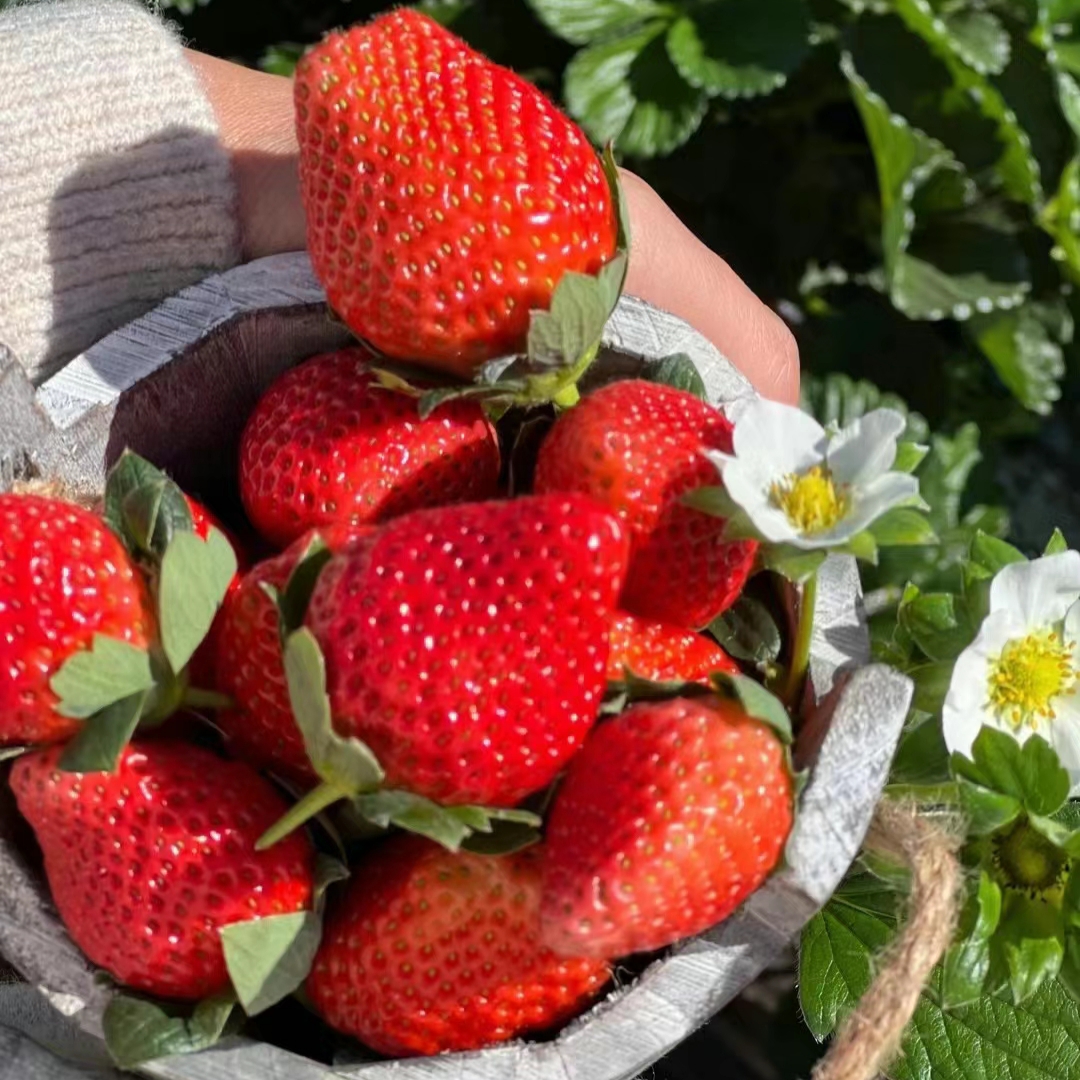 Cream Strawberry Seeds-Plantjoyfarm