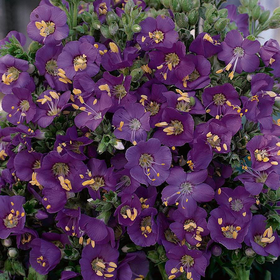 'Heavenly Habit' Polemonium Seeds-Plantjoyfarm