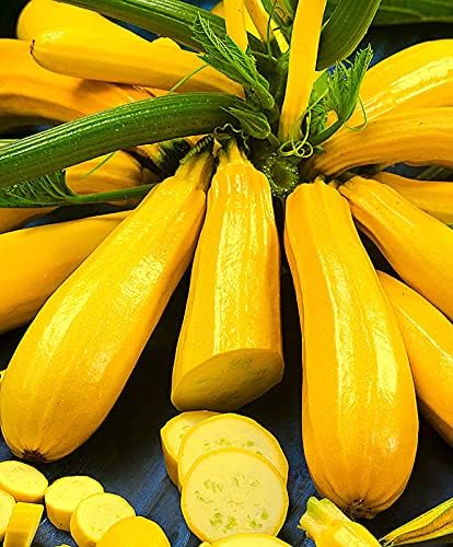 Golden Zucchini Seeds-Plantjoyfarm