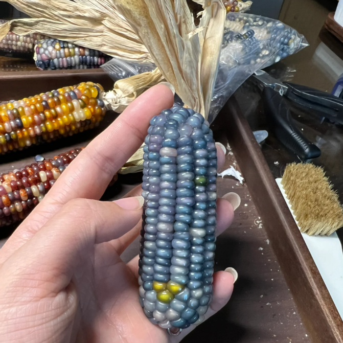 Decorative Corn Gem corn  Seeds-Plantjoyfarm