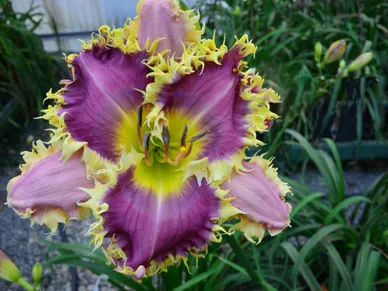 Daylily Hybrid Flowers Seeds, Hemerocallis Hybrid, 20pcs/pack-Plantjoyfarm