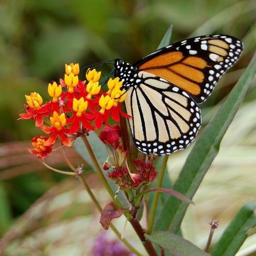 BLOODFLOWER / SUNSET FLOWER SEEDS-Plantjoyfarm