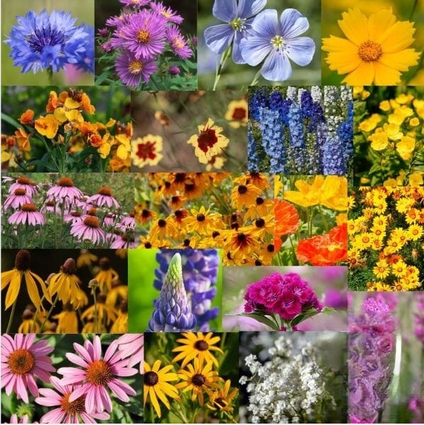 Midwest Wildflower Seed Mix-Plantjoyfarm
