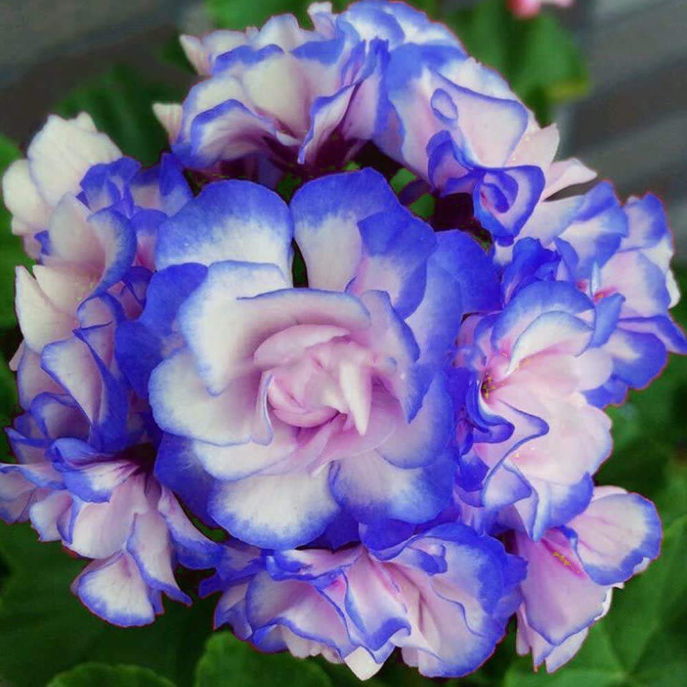 Rare 'Night Blue' Geranium Seeds Appleblossom Rosebud Pelargonium Perennial-Plantjoyfarm