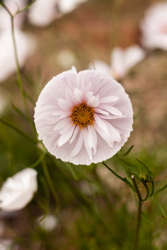 COSMOS CUPCAKE BLUSH FLOWER SEEDS