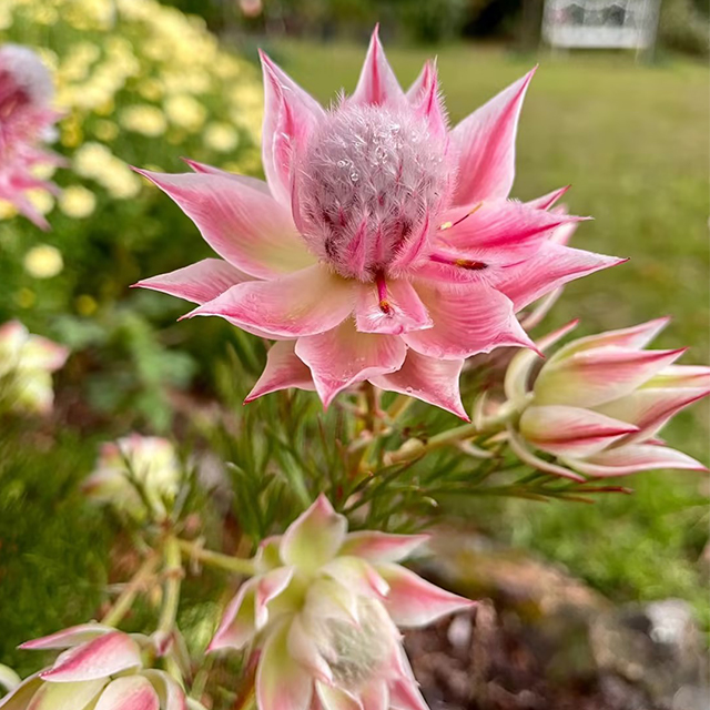 Rare Serruria florida Seeds - Blushing Bride-Plantjoyfarm