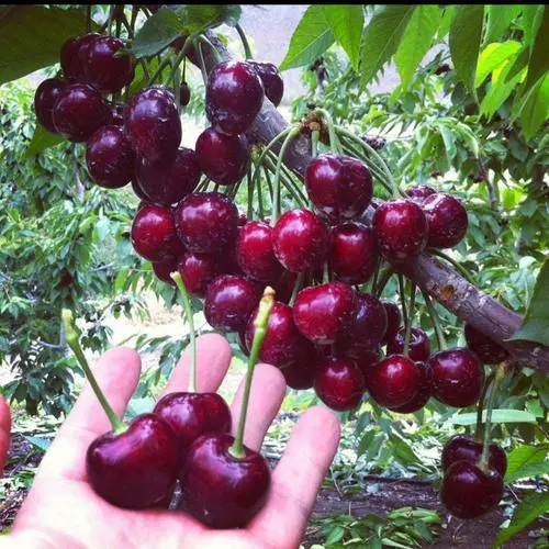 Rainier Cherry Fruit Seeds(🪴Buy 4 Get 1 Free🌿Can be planted in winter)