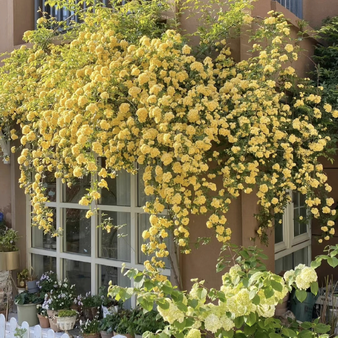 Yellow Banks Rose Seeds-Symbolizes Elegance and Happiness-Plantjoyfarm