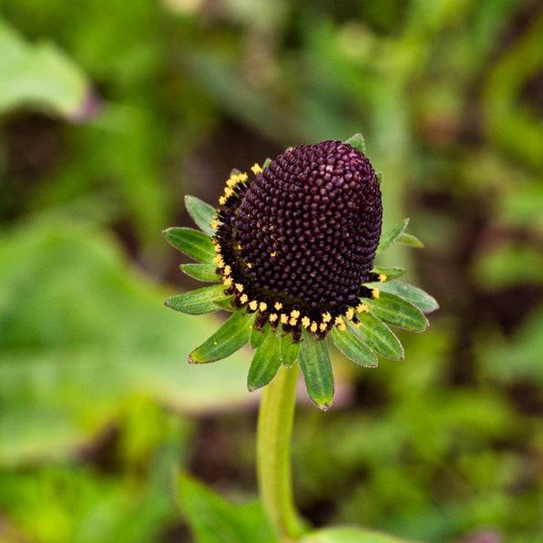 WESTERN CONEFLOWER Rudbeckia Occidentalis Green Wizard aka Rayless Naked Chocolate Black Flower Herb Seeds-Plantjoyfarm