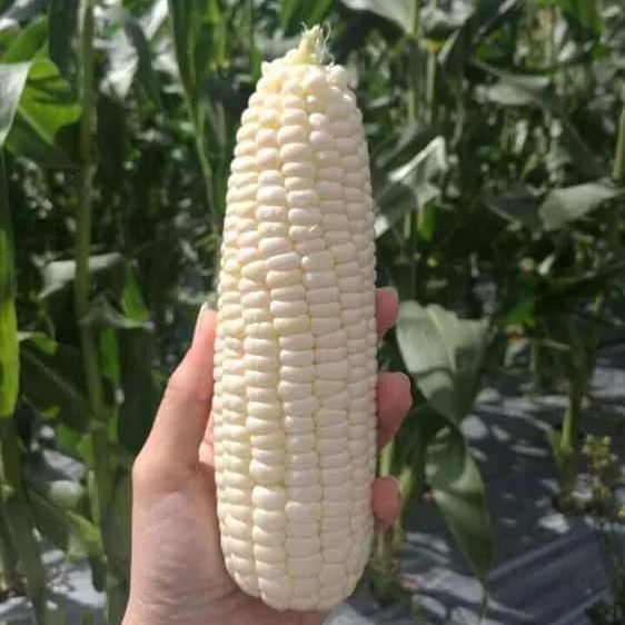 Milk Candy Corn Seeds-Plantjoyfarm