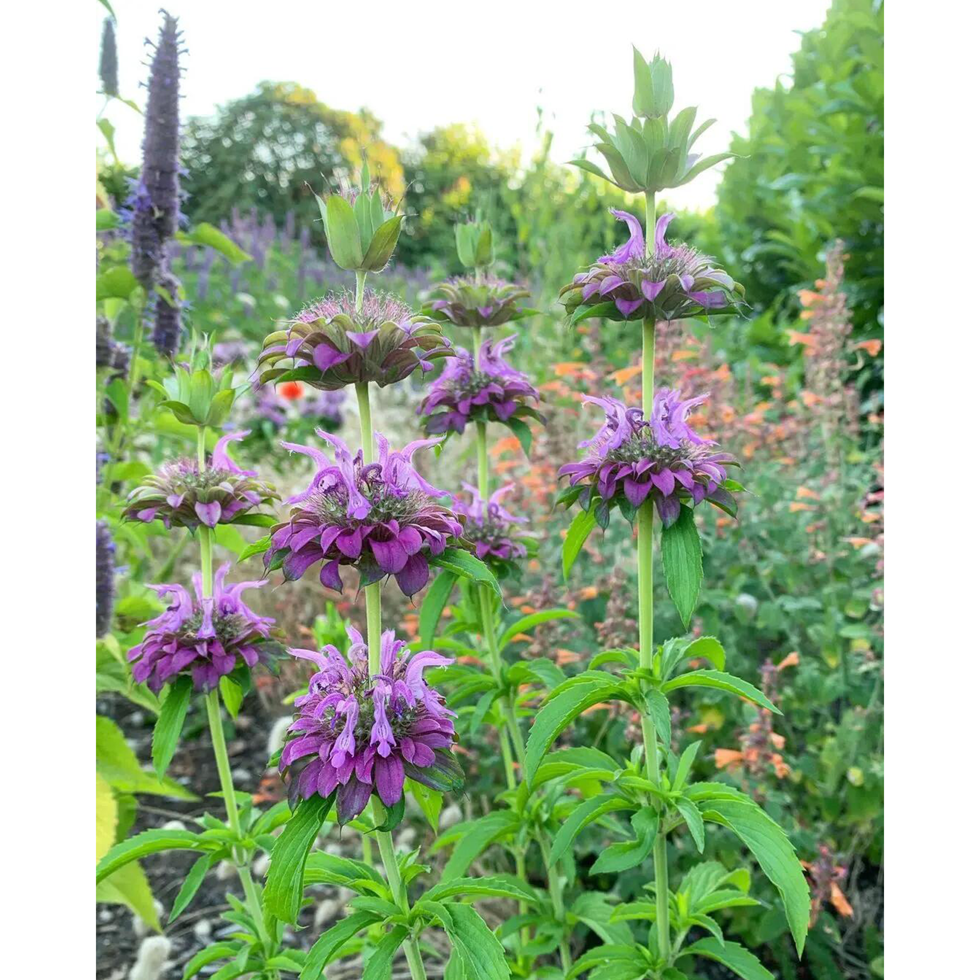 Lemon Mint Seeds-Plantjoyfarm