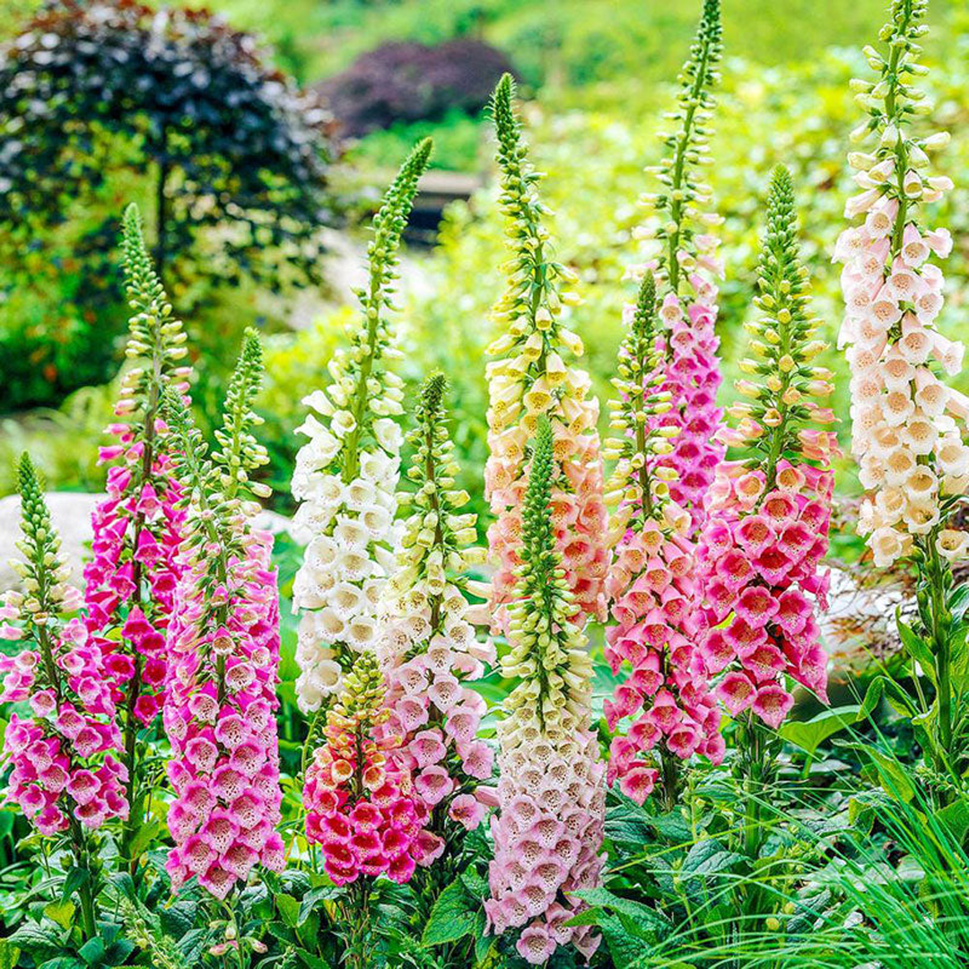 Mixed Foxglove Seeds-Plantjoyfarm