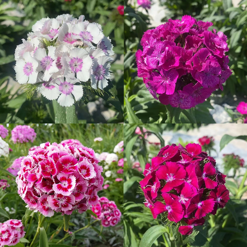 Mixed Dianthus/Sweet William Seed-Plantjoyfarm