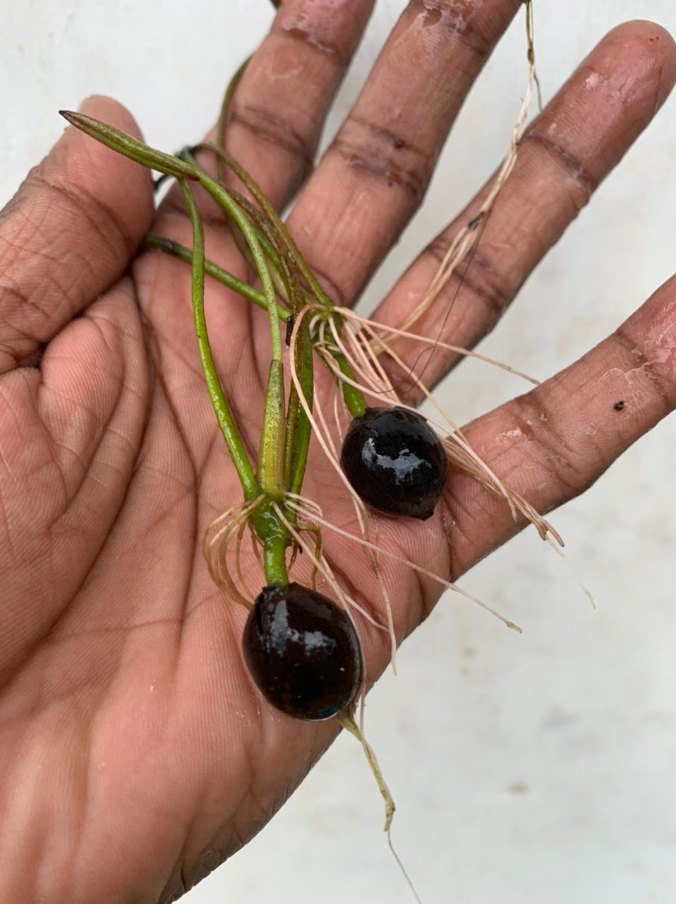 10 Rare Rainbow Lotus Seeds - Bowl Water Lily Hydroponic Plants - Fast Growing-Plantjoyfarm