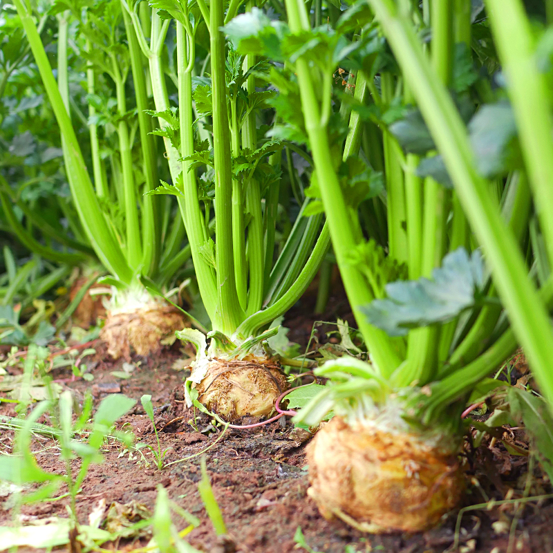 Celeriac Seeds Celery Root Seeds-Plantjoyfarm
