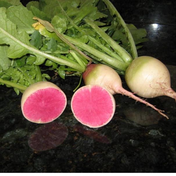 WATERMELON RADISH Beauty Heart Raphanus Sativus Pink White Vegetable Seeds-Plantjoyfarm