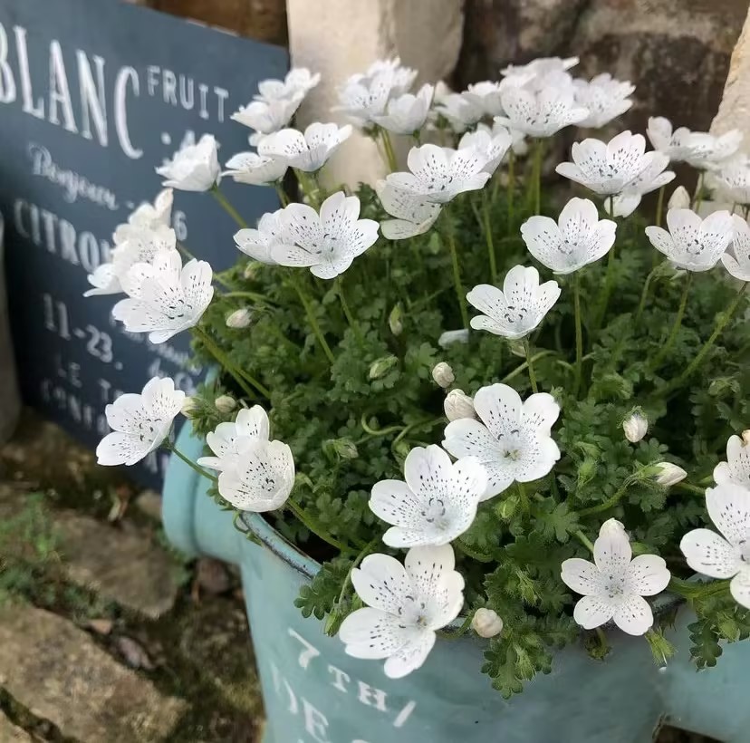 Nemophila-Baby Blue Eyes-Plantjoyfarm