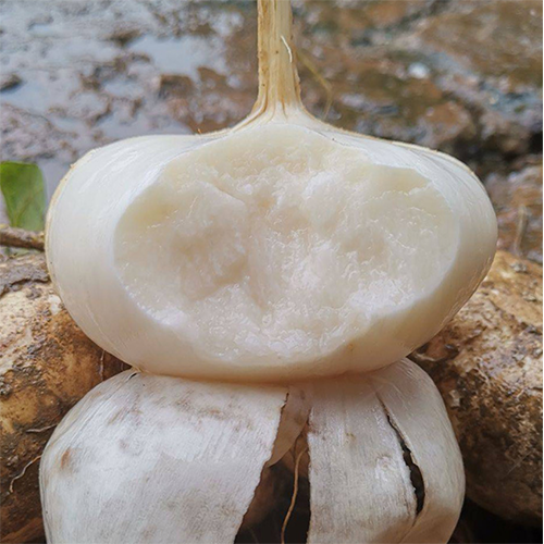 Jicama Pachyrhizus Erosus Seeds-Plantjoyfarm