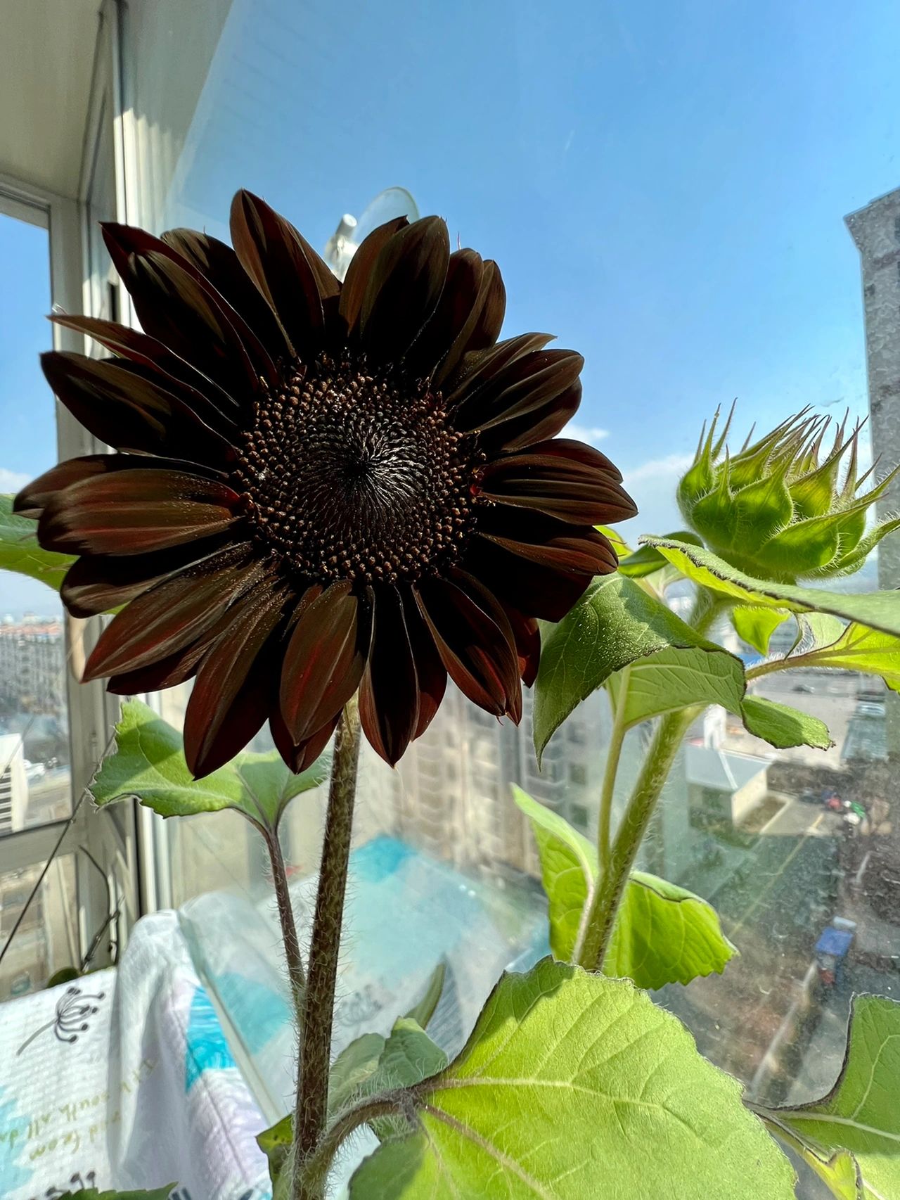 Rare Black Sunflower Seeds-Plantjoyfarm