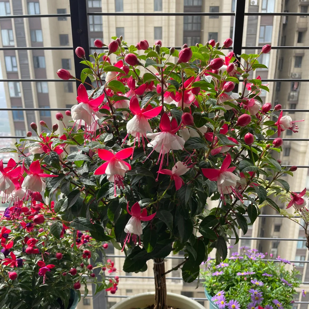 Fuchsia Flowers Seeds-Lantern Flower🌷