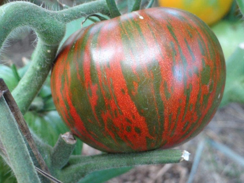 Rare Organic Vegetable Tomato Seeds "Black Zebra" (Lycopersicon esculentum Mill)-Plantjoyfarm