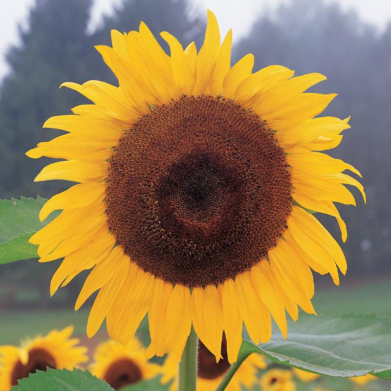 Sunflower, Kong Hybrid-Plantjoyfarm