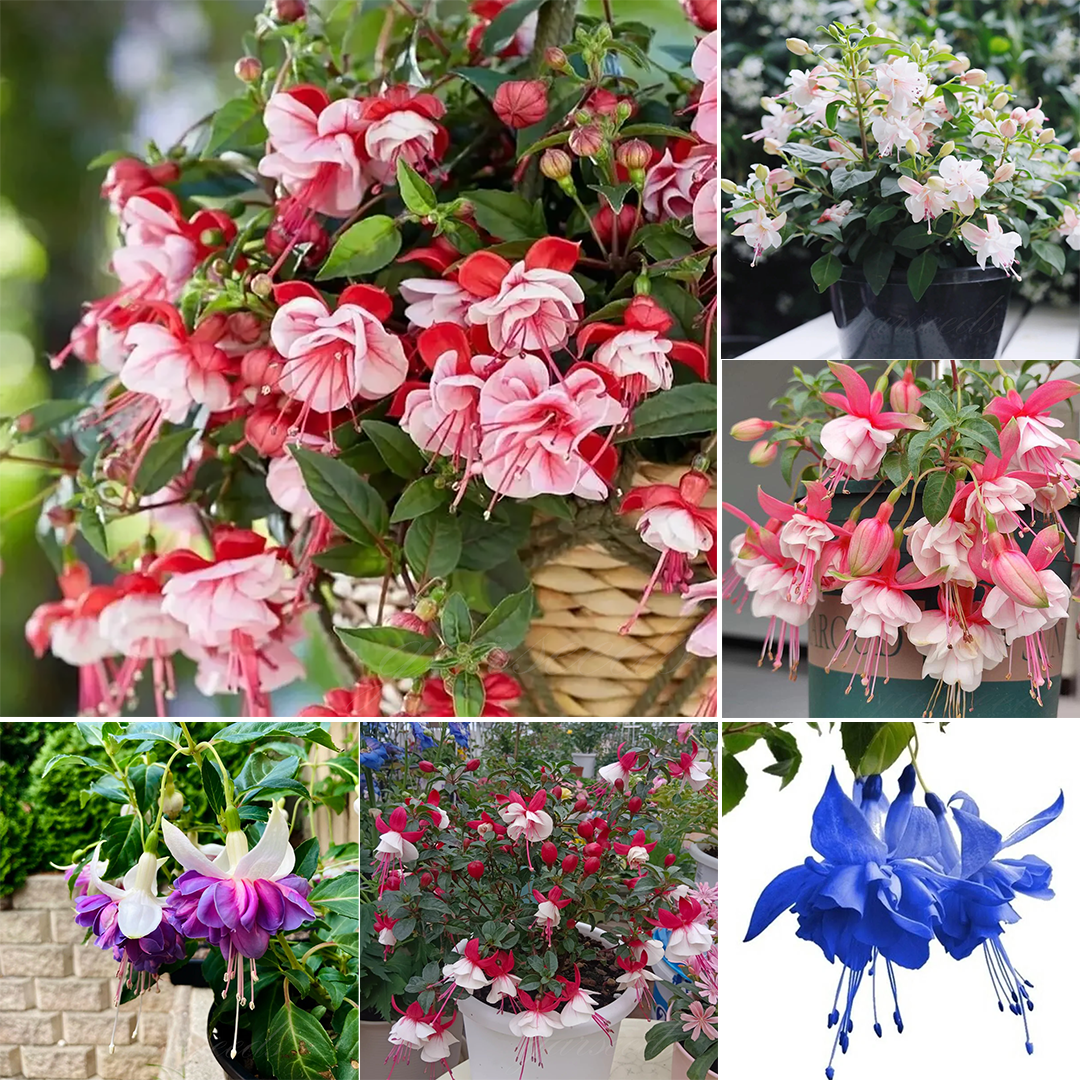 Fuchsia Flowers Seeds-Lantern Flower🌷
