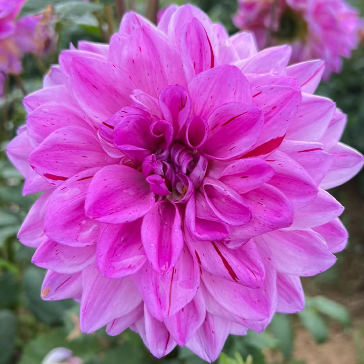 Mixture Dahlia Seeds-Plantjoyfarm