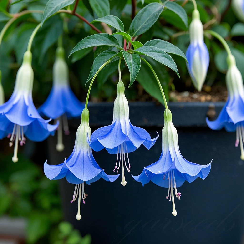 Fuchsia Flowers Seeds-Lantern Flower🌷