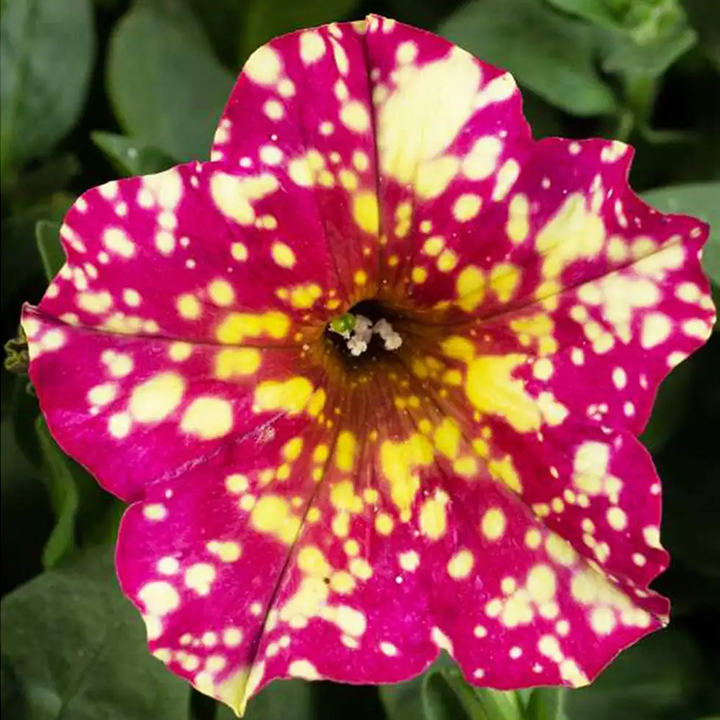 Petunia, Splash Dance Calypso Cherry-Plantjoyfarm