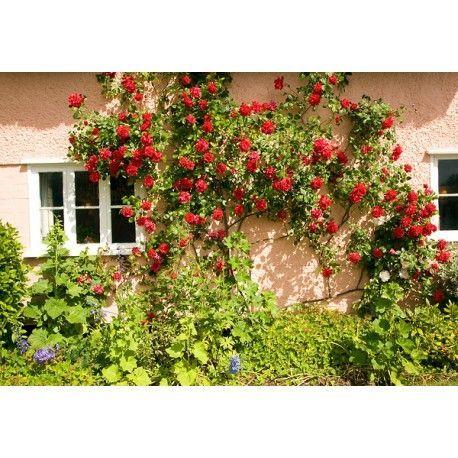 100pcs/Bag Climbing Rose Seeds