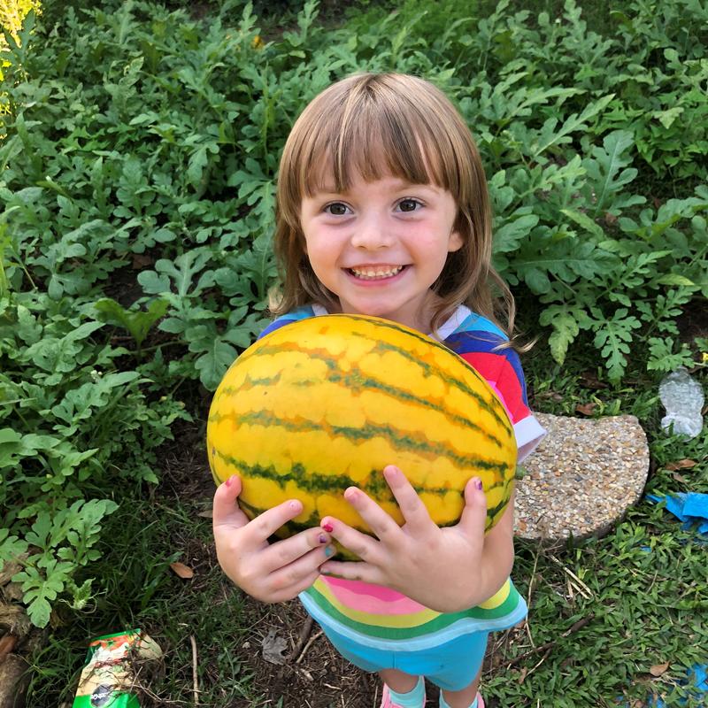 Watermelon, Red in Gold Hybrid, Golden Watermelons-Plantjoyfarm