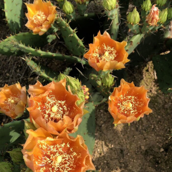 Edible Nopales Prickly Pear Cactus Seeds-Plantjoyfarm