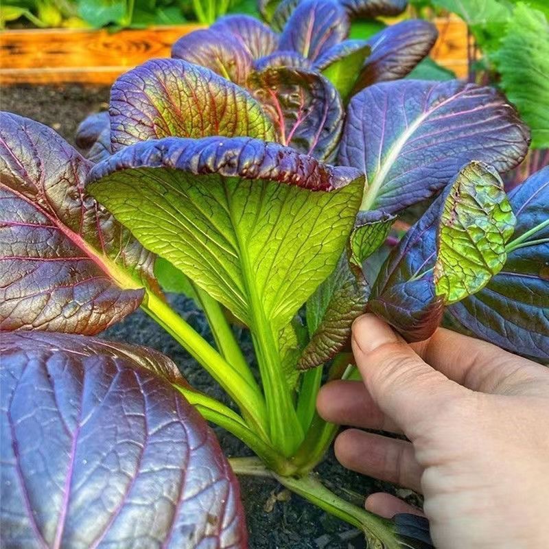 Purple Leaf Rape Seeds-Plantjoyfarm