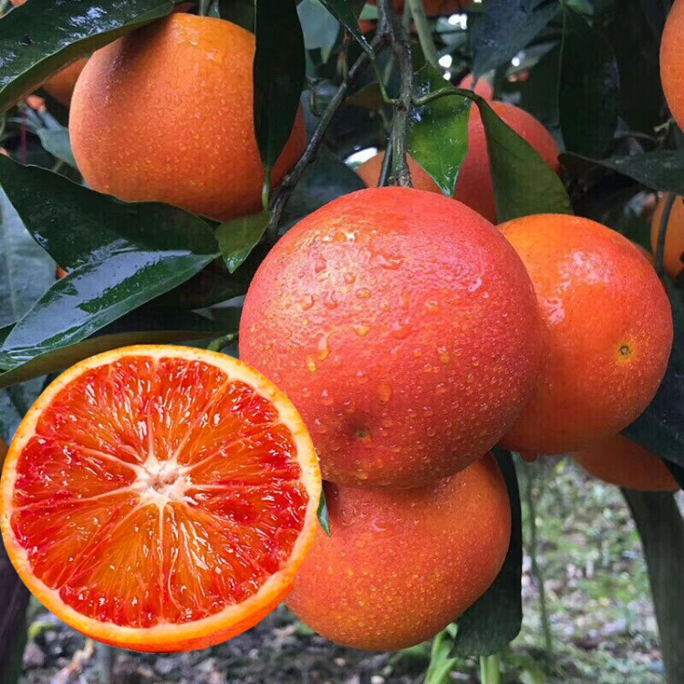 Red Flesh Blood Orange Seeds(🪴Can be potted)-Plantjoyfarm