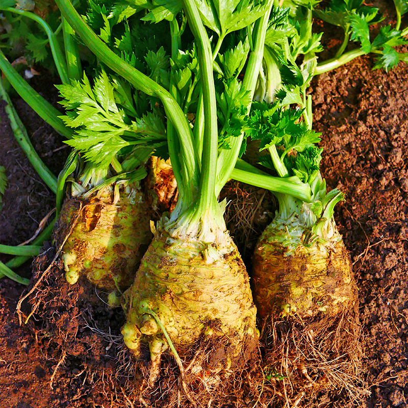Celeriac Seeds Celery Root Seeds-Plantjoyfarm
