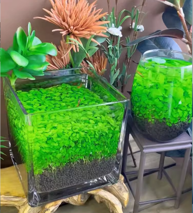 🌿Air Purifying Fish Tank Aquatic Plant Seeds-Plantjoyfarm