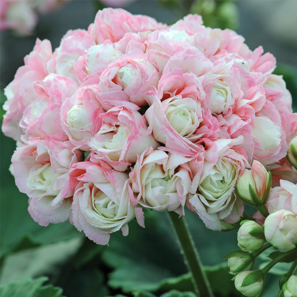 Apple Blossom Geranium Seeds-Plantjoyfarm