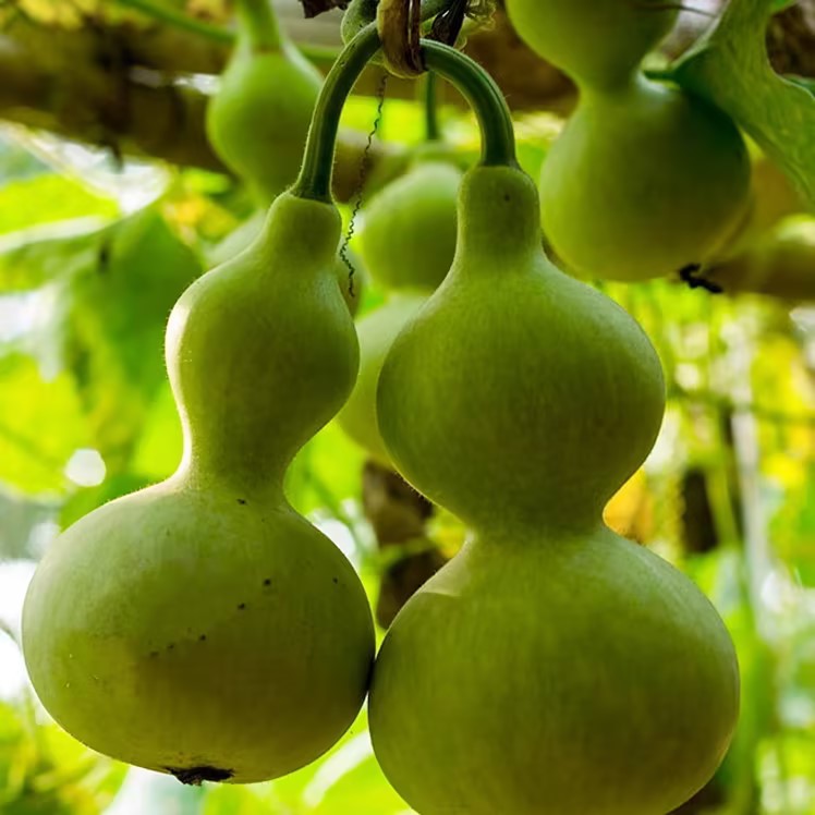Hand-twisted Small Gourd Seeds-Plantjoyfarm