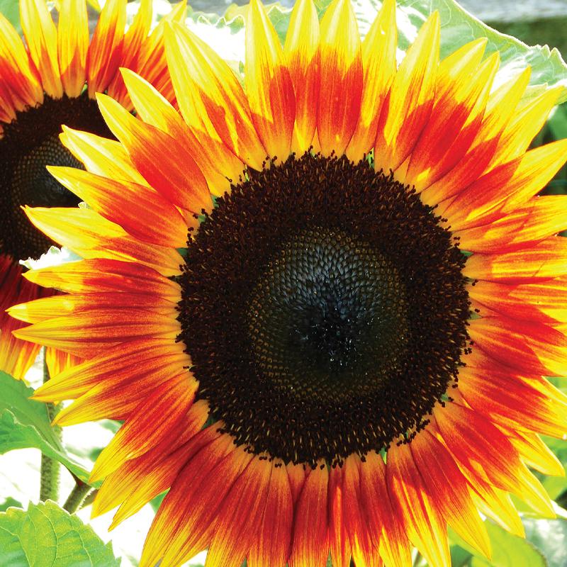 Sunflower, Fire Catcher-Plantjoyfarm