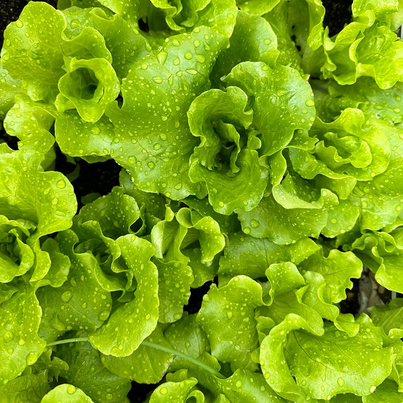 Italian Lettuce🥬Seeds