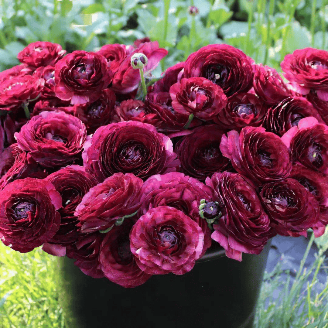 Multicolor Ranunculus Seeds-Plantjoyfarm
