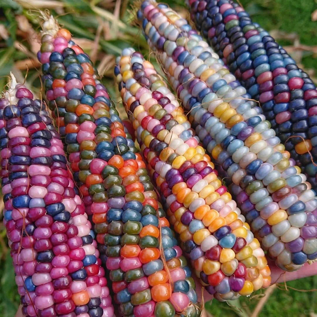 Decorative Corn Gem corn  Seeds-Plantjoyfarm