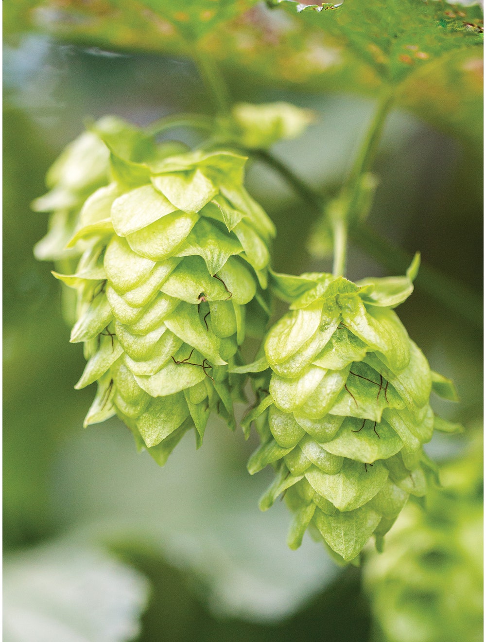 Hops, Mt. Hood-Plantjoyfarm