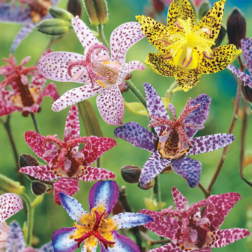 Deluxe Toad Lily Mixture-Plantjoyfarm