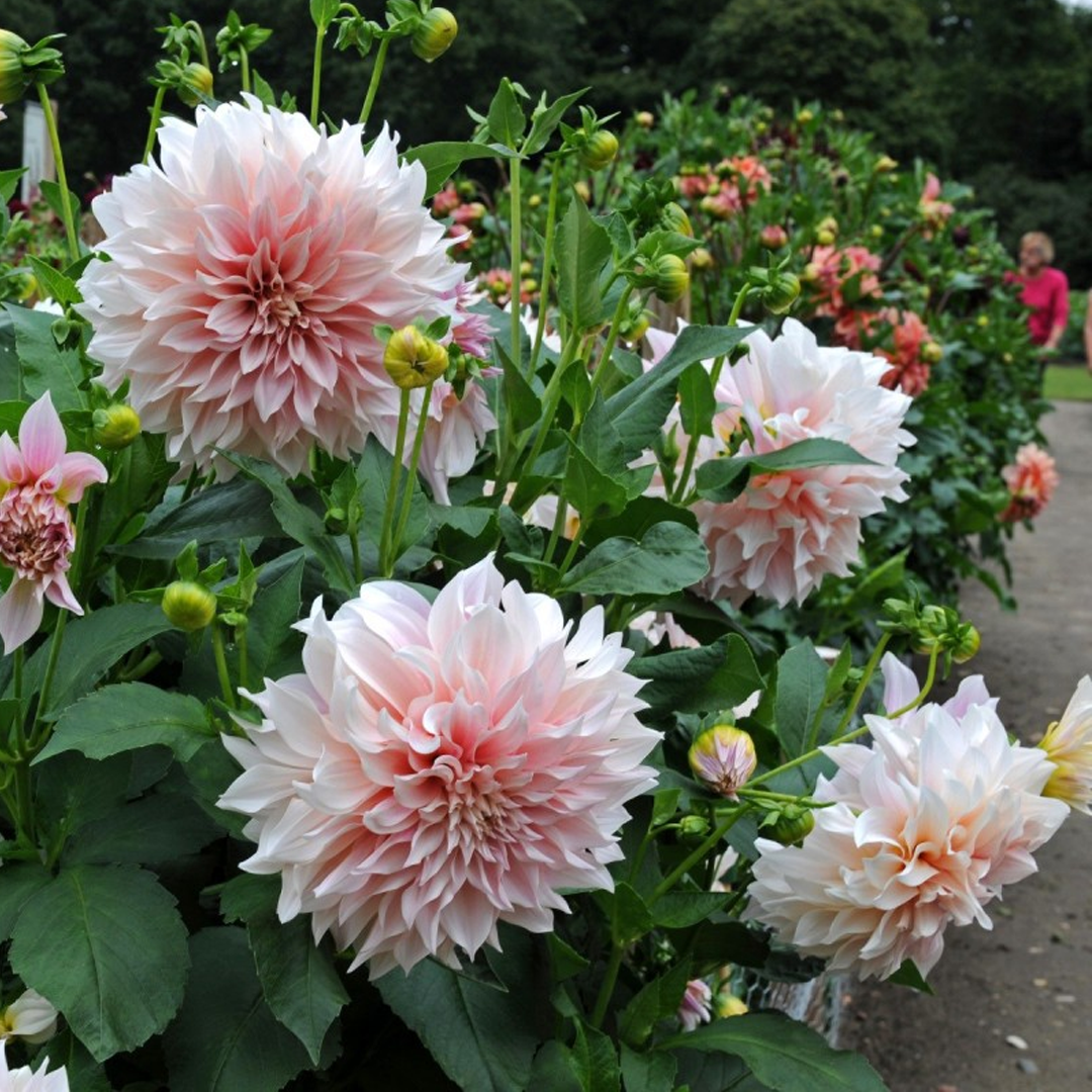 Mixed Dahlia Seeds-Plantjoyfarm