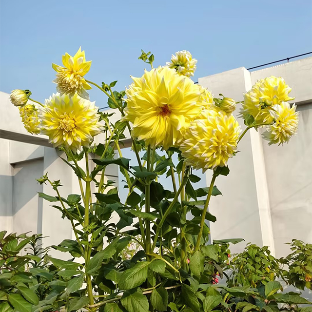 Mixed Giant Dahlia Seeds-Plantjoyfarm